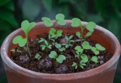 Project Maya Wildlife Seed Box -Home Furnishing Store project maya wildlife seed box 1