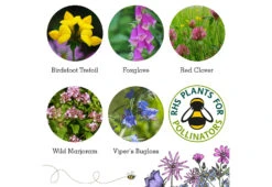 Project Maya Wildlife Seed Box -Home Furnishing Store project maya wildlife seed box bee