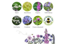 Project Maya Wildlife Seed Box -Home Furnishing Store project maya wildlife seed box beetle