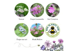 Project Maya Wildlife Seed Box -Home Furnishing Store project maya wildlife seed box butterfly